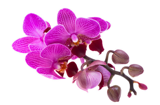 istock beautiful orchid flower isolated 1807318363