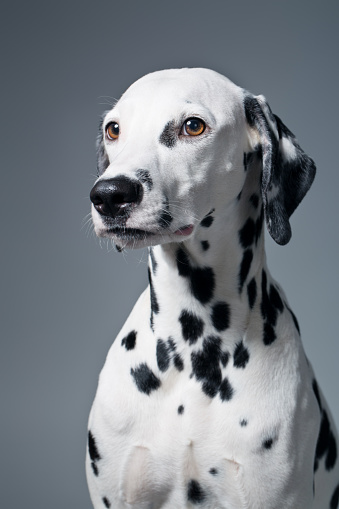 Side view of a Dalmatian dog looking proudly away, isolated on white