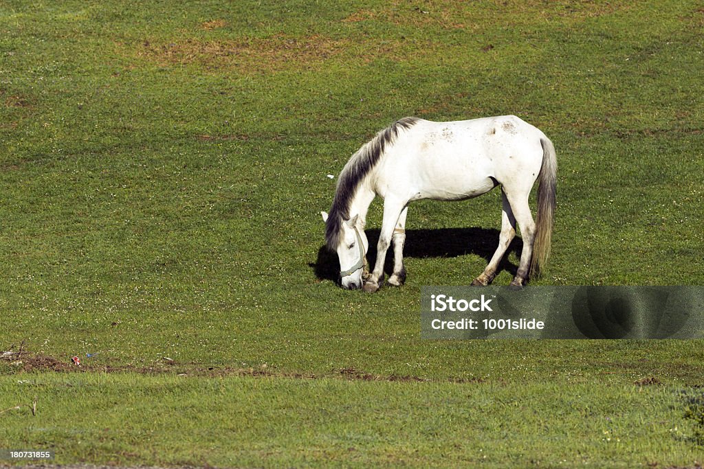White horse grazing Agricultural Field Stock Photo