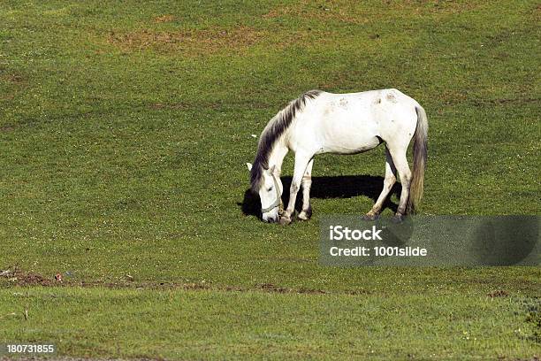 White Horse Grazing Stock Photo - Download Image Now - Agricultural Field, Animal, Color Image