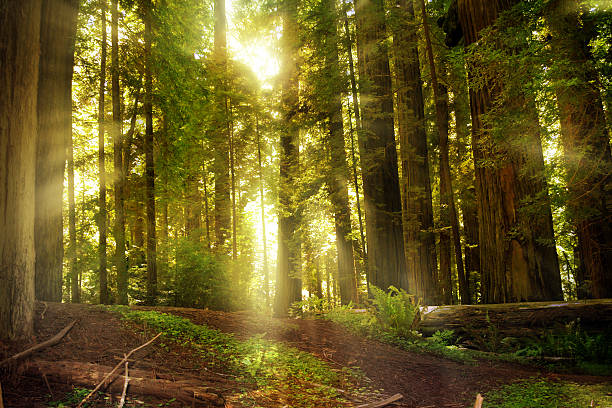 istock Spring Sunbeams in the Redwood Forest 180732041