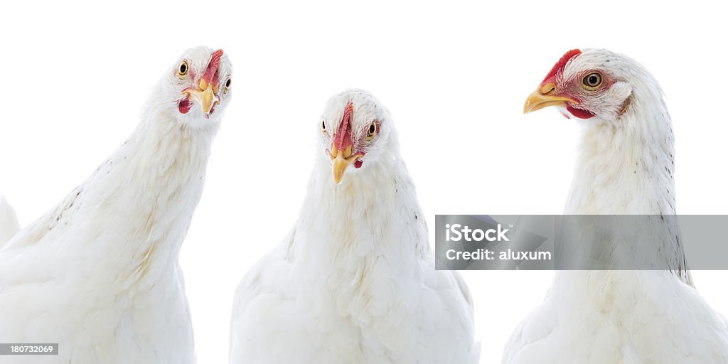 Hen isolated on white White hen in different positions Chicken - Bird Stock Photo