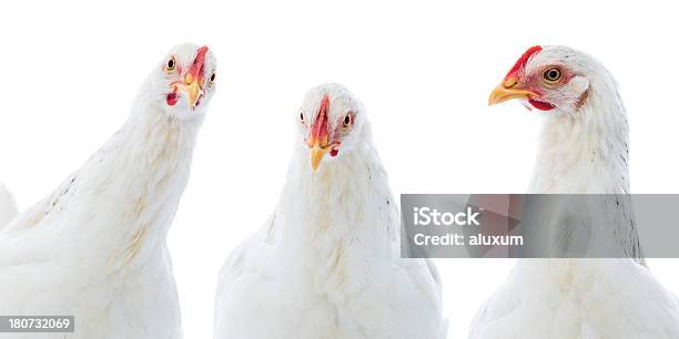 Hen Isolated On White Stock Photo - Download Image Now - Chicken - Bird, White Color, Cut Out