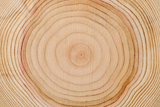 木のリング - nature close up full frame macro ストックフォトと画像