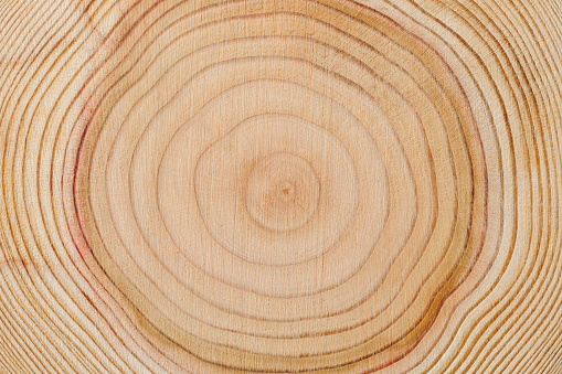 Close-up of tree rings.Studio shot.