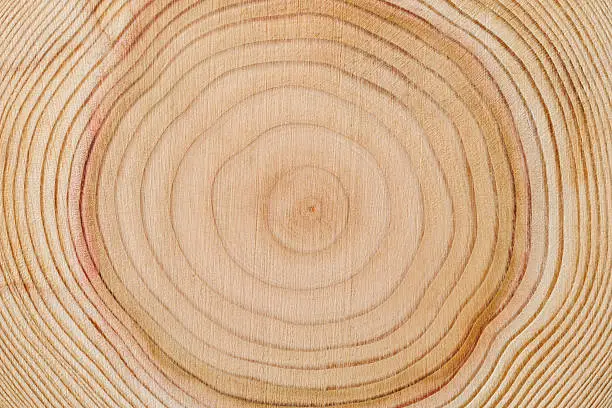 Photo of Close-up of tree rings texture background