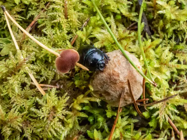 Beautiful macro shot of glossy earth boring dung-beetle - (Geotrupes stercorarius) crawling on the forest ground on a small mushroom among green moss