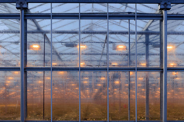 istock assimilation lights in a greenhouse 180732227