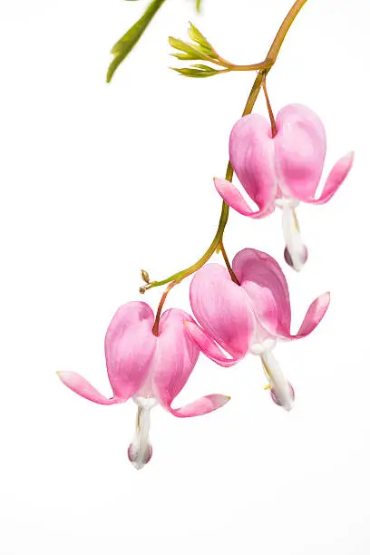 Macro capture of a stem of blooming soft pink bleeding hearts against a white background.