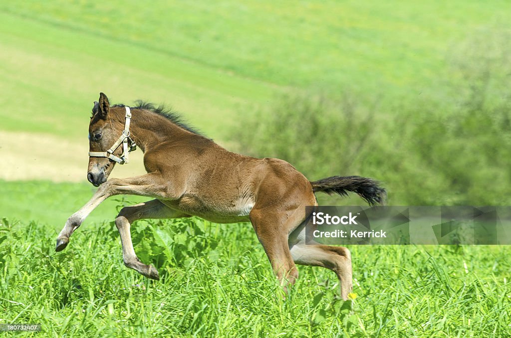 warmblood horse Fohlen im Galopp - Lizenzfrei Agrarbetrieb Stock-Foto