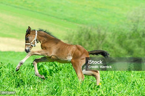 Warmblood Horse Fohlen Im Galopp Stockfoto und mehr Bilder von Agrarbetrieb - Agrarbetrieb, Aktivitäten und Sport, Bewegung