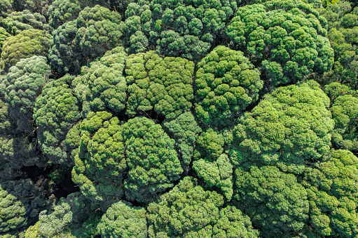 Aerial  view of  Forest and tree landscape texture background.