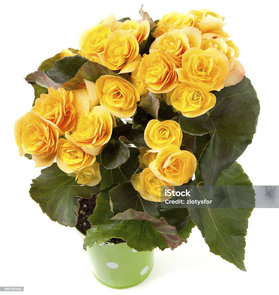 Foto de Begonia De Flor Amarela e mais fotos de stock de Amarelo - Amarelo,  Begônia, Flor - iStock