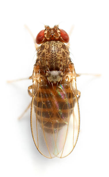 fruit fly - fly housefly ugliness unhygienic stock-fotos und bilder