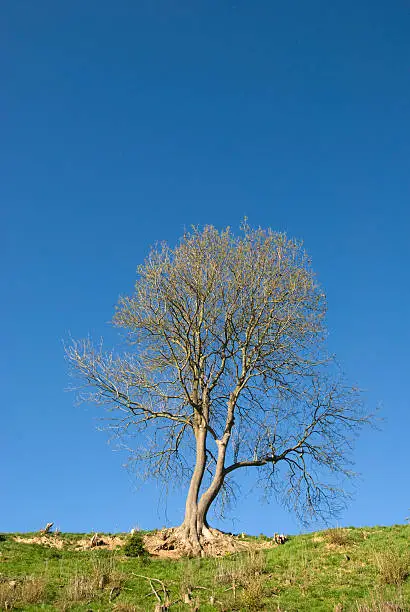 Bare tree against a blue sky.