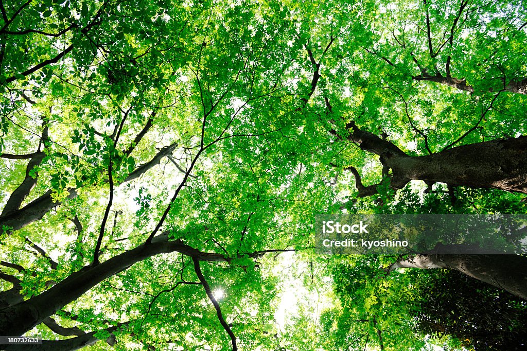の見上げるツリー - アウトフォーカスのロイヤリティフリーストックフォト