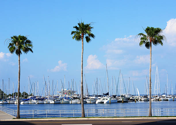 istock Three Tampa Palm Trees and Moored Sailboats 180732684