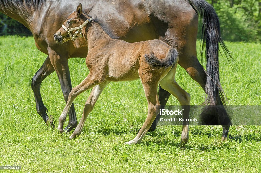 warmblood horse Fohlen im Galopp - Lizenzfrei Agrarbetrieb Stock-Foto