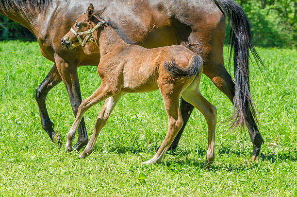 istock warmblood horse foal in gallop 180732933