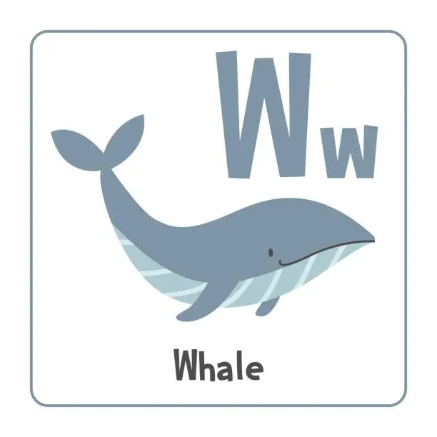 Vector illustration of Whale clipart. Whale vector illustration cartoon flat style. Animals start with letter W. Animal alphabet card. Learning letter W card. Kids education. Cute blue whale vector design