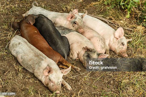 Dormire Lattonzoli - Fotografie stock e altre immagini di Agricoltura - Agricoltura, Ambientazione esterna, Animale