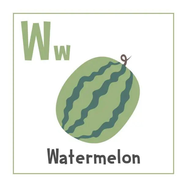 Vector illustration of Watermelon clipart. Watermelon vector illustration cartoon flat style. Fruits start with letter W. Fruit alphabet card. Learning letter W card. Kids education. Cute watermelon vector design