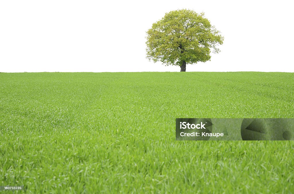 Uma velha árvore de carvalho por trás do jovem no campo de trigo na primavera - Foto de stock de Campo royalty-free