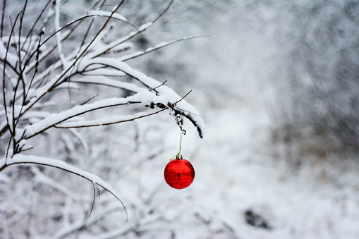 Mystery winter background with a red Christmas ornament hanging on a tree branch in a snowy forest.
