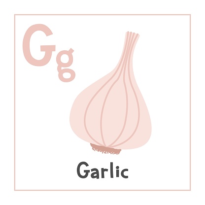 Garlic clipart. Garlic vector illustration cartoon flat style. Vegetables start with letter G. Vegetable alphabet card. Learning letter G card. Kids education. Cute garlic vector design
