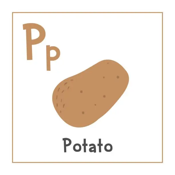 Vector illustration of Potato clipart. Potato vector illustration cartoon flat style. Vegetables start with letter P. Vegetable alphabet card. Learning letter P card. Kids education. Cute potato vector design