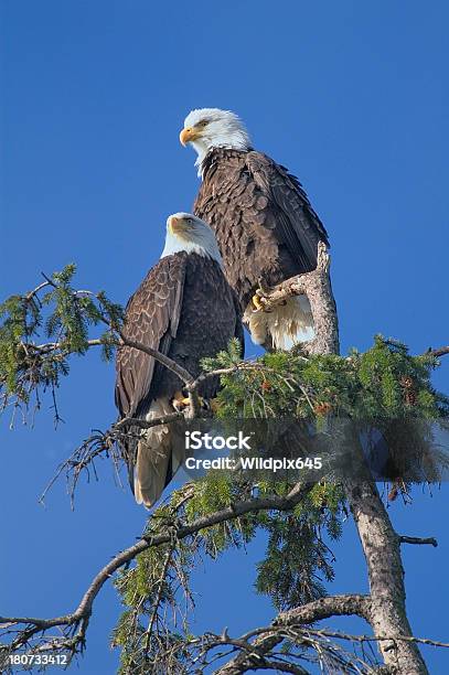 Photo libre de droit de Pygargue À Tête Blanche banque d'images et plus d'images libres de droit de Aigle - Aigle, Amérique du Nord, Canada