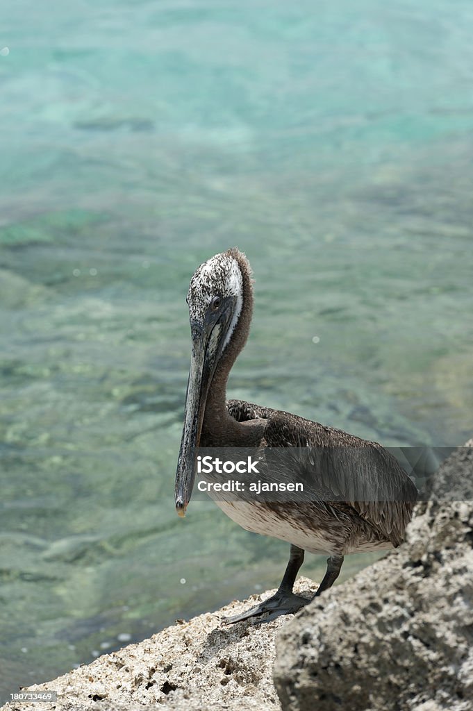 Pelicano sobre uma rocha na caribean - Royalty-free Animal Foto de stock