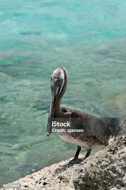 Pelicano Sobre Uma Rocha Na Caribean - Fotografias de stock e mais imagens de Animal - Animal, Antilhas, Ao Ar Livre