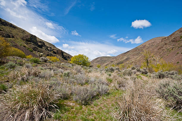 istock Wild Grasses in Umtanum Creek Canyon 180733473