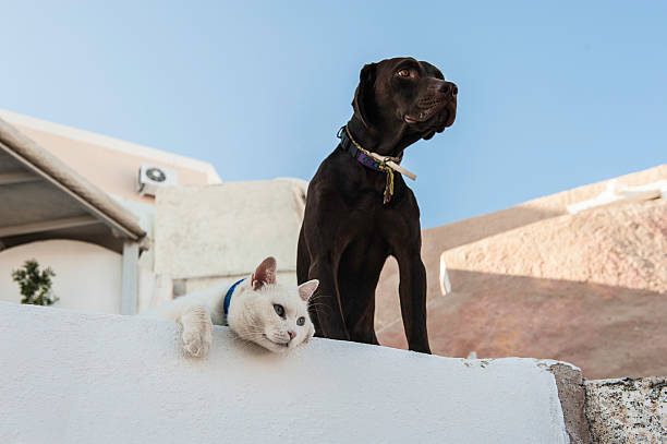 Dog and cat are best friends