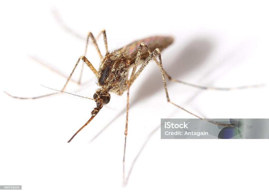 mosquito - Foto de stock de Fundo Branco royalty-free