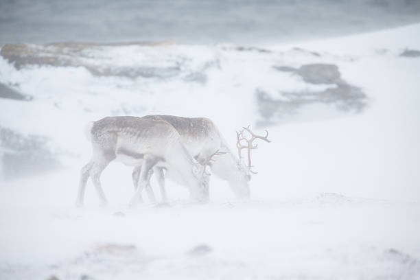 Grazing reindeer in the snow storm Norway Grazing reindeer in the snow storm Norway finnmark stock pictures, royalty-free photos & images