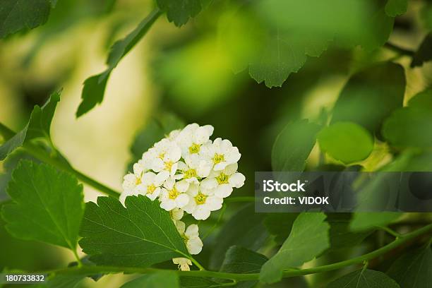 Photo libre de droit de Crataegus banque d'images et plus d'images libres de droit de Arbre en fleurs - Arbre en fleurs, Aubépine - Plante, Beauté de la nature