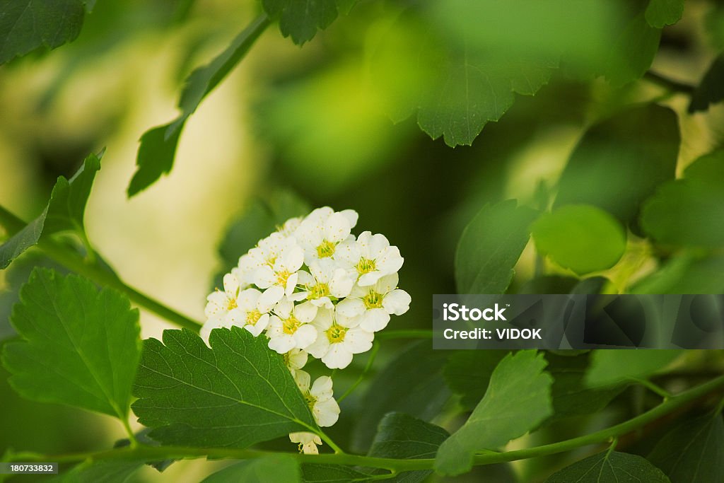 Crataegus. - Foto de stock de Beleza natural - Natureza royalty-free