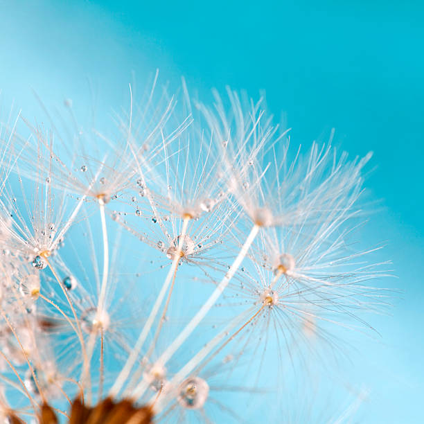 istock Macro Shot Of Dandelion Seed With Water Drops 180733935
