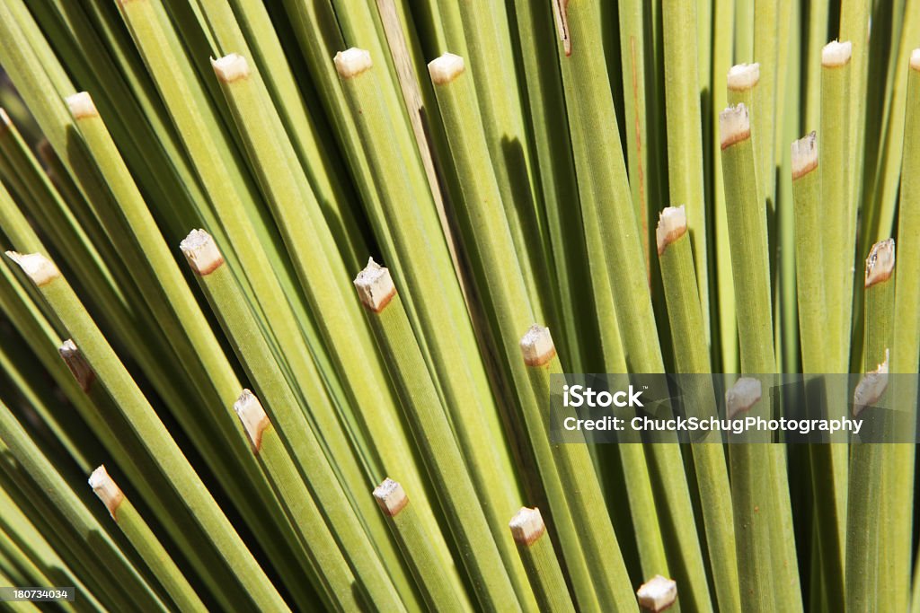 Yucca de Fronds de - Royalty-free Arizona Foto de stock