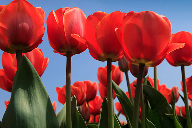 istock low angle view of red tulips in full bloom 180734143