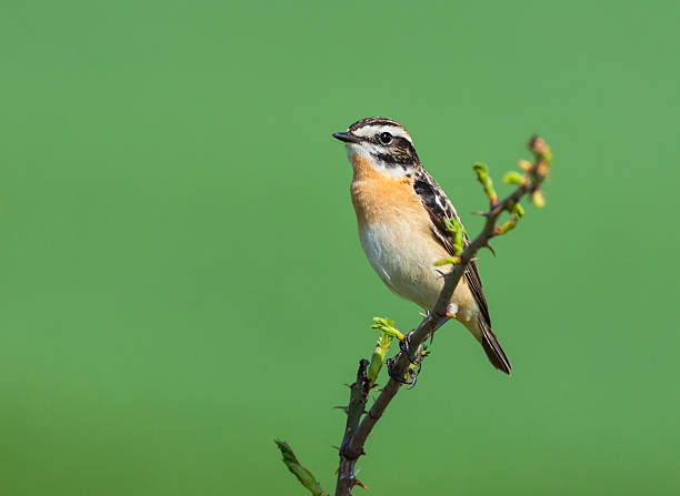 saxicola rubetra (saxicola rubetra) - whinchat - fotografias e filmes do acervo