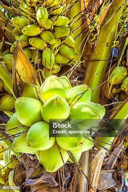 Árbol Tropical Coco Con Tuercas Foto de stock y más banco de imágenes de Aire libre - Aire libre, Belleza de la naturaleza, Caribe