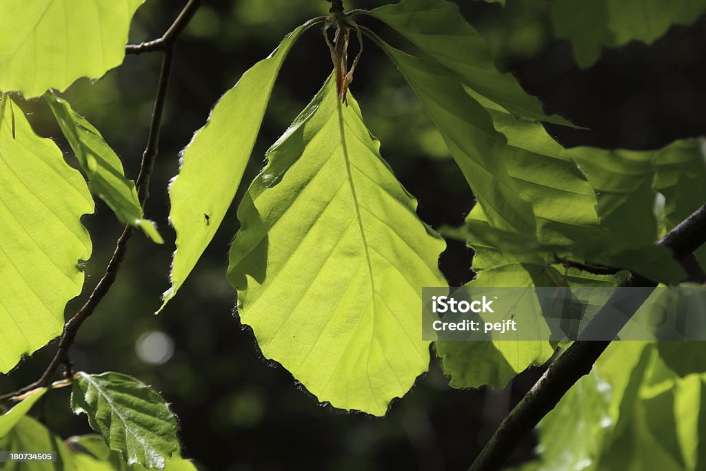 Beech leaf jasno z podświetleniem - Zbiór zdjęć royalty-free (Bez ludzi)