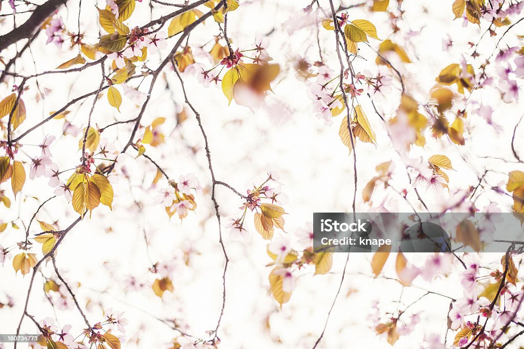 Cherry blossom Высокий ключ - Стоковые фото Без людей роялти-фри