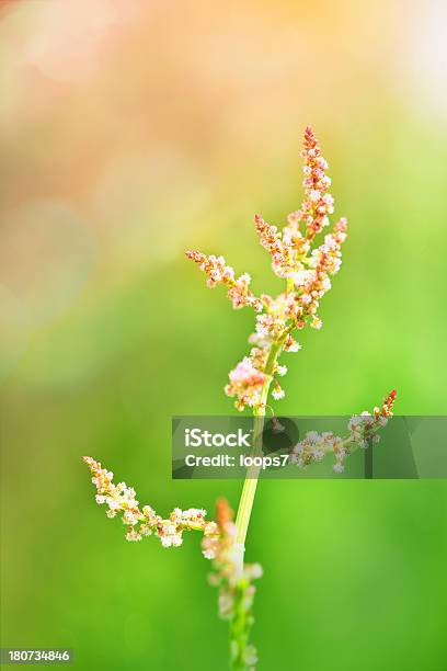 Grass Stock Photo - Download Image Now - Agricultural Field, Agriculture, Beauty In Nature