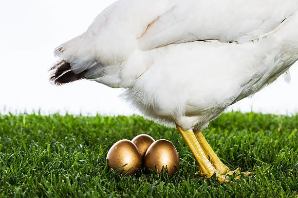 Photo of Hen laying golden eggs