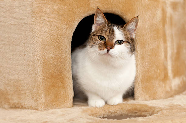Cat Lair Stock Photos, Pictures & Royalty-Free Images - iStock