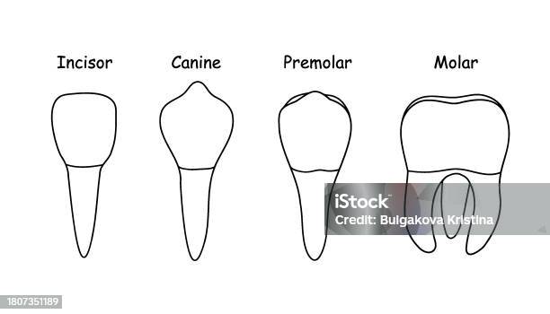 Bone Teeth Example Teeth Types Human Anatomy And Bone Stock Illustration - Download Image ...